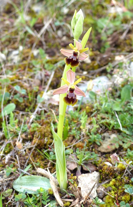 Ophrys exaltata subsp. archipelagi in Abruzzo marzo e aprile 2019